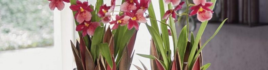 LECHUZA Orchidea