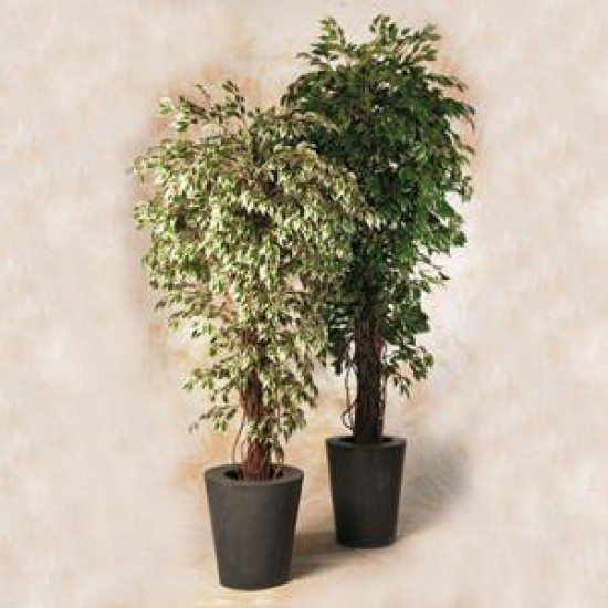 Ficus benjamina exotica 150