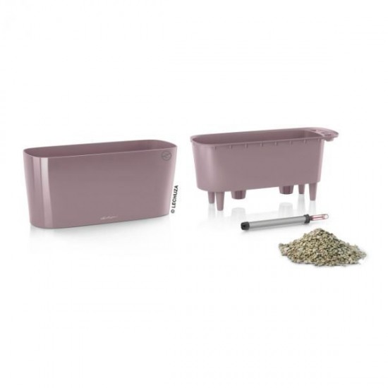 Tabletop violet Tabletop violet